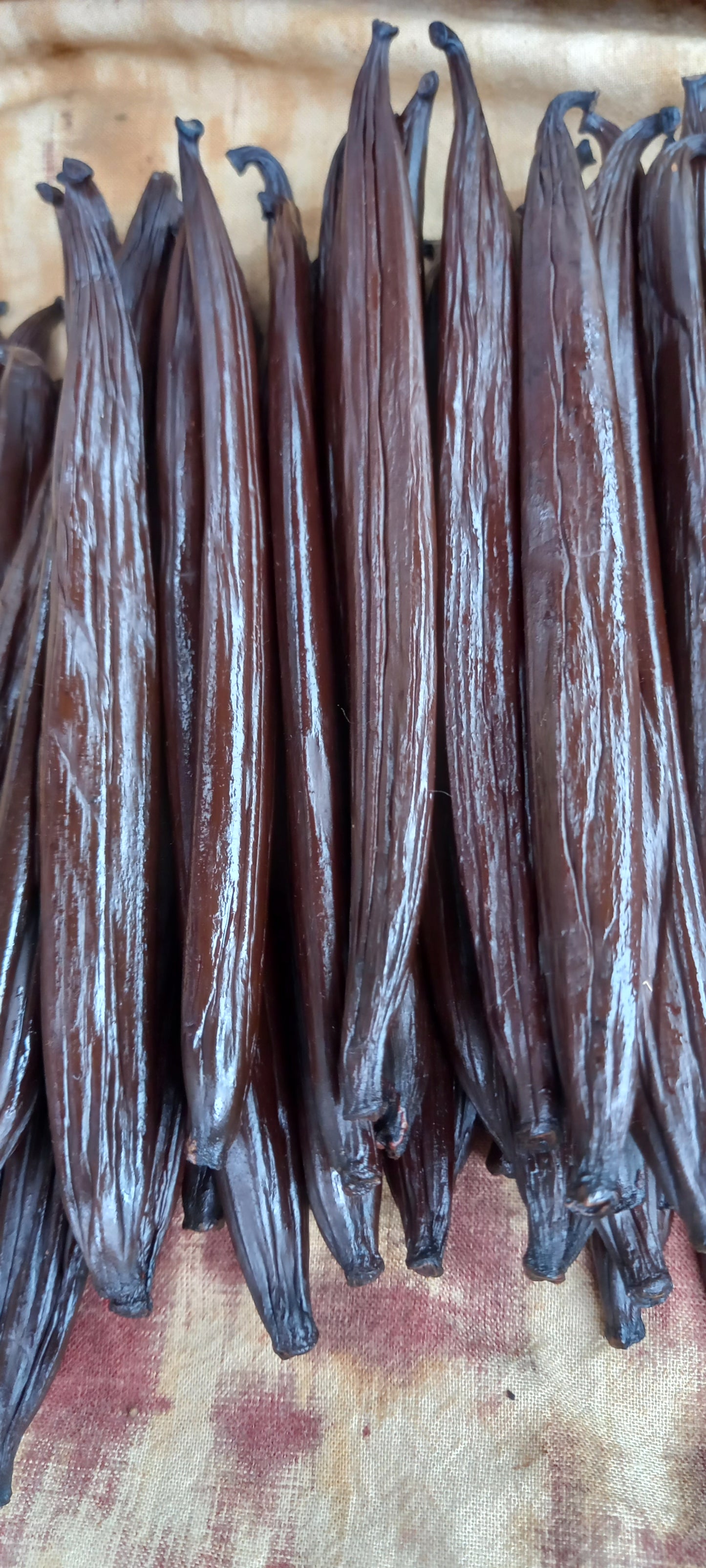 Vanille de Tahiti (16/17)